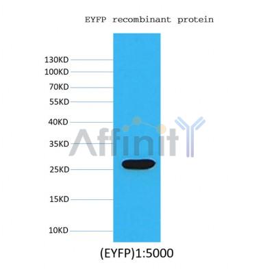 Валидация Affinity BF0725 - 5398