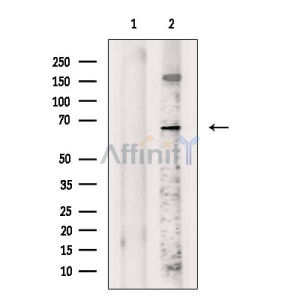 Валидация Affinity DF2790 - 13531