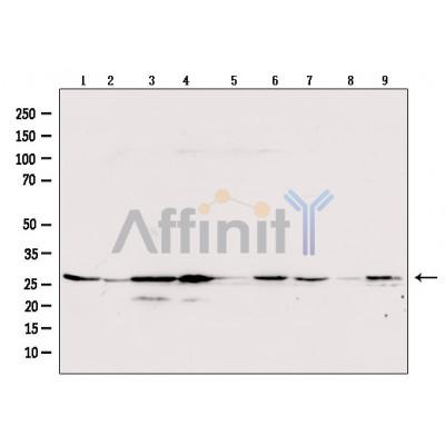 Валидация Affinity BF9103 - 5411