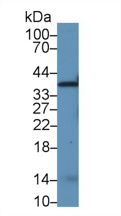 14901