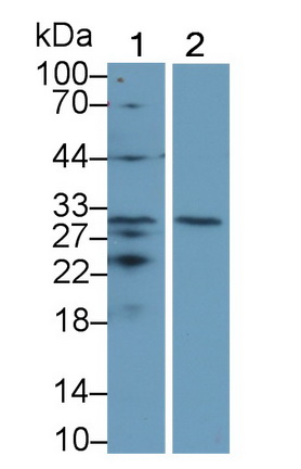 64339