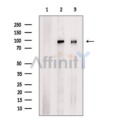 Валидация Affinity AF6441 - 3751