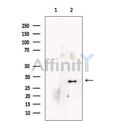 Валидация Affinity DF13449 - 8782