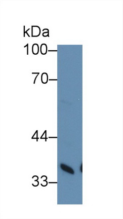 13117