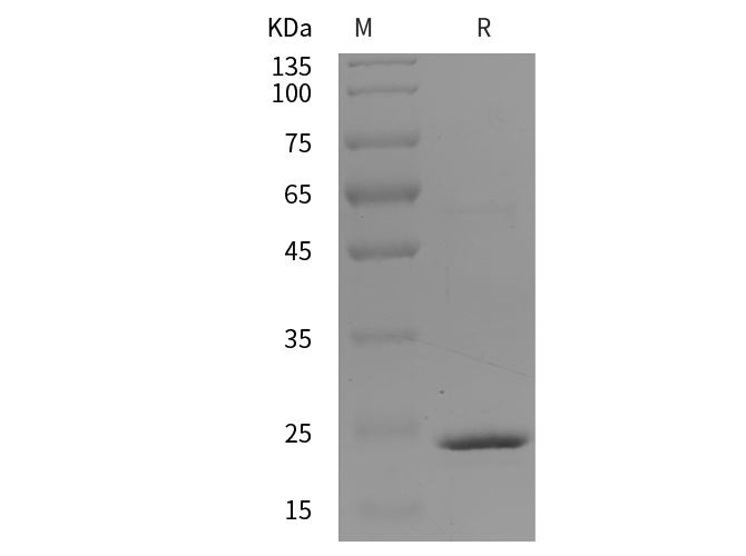 Валидация Elabscience PDEM100297(623)