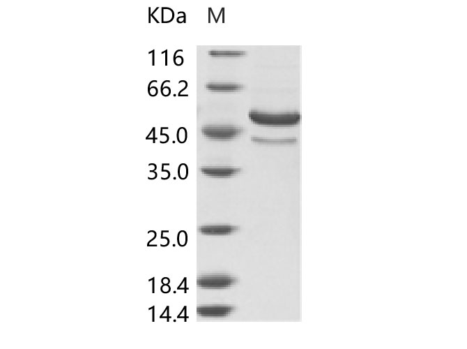 Валидация Elabscience PKSV030127(5904)