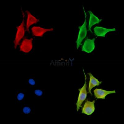 Валидация Affinity DF13967 - 9721