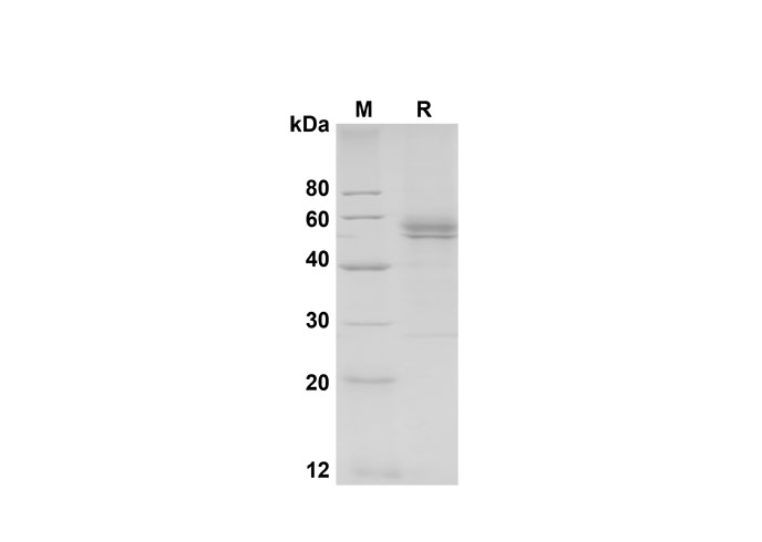 Валидация Elabscience PDMM100133(1093)