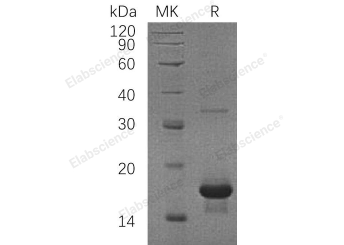 Валидация Elabscience PKSH031236(1990)