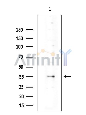Валидация Affinity DF7643 - 19410