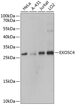 Валидация Elabscience E-AB-63937