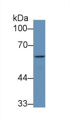 8533