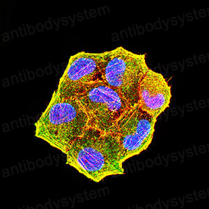 Валидация IF - AntibodySystem RHD28303 (596)