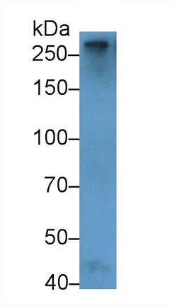 20619