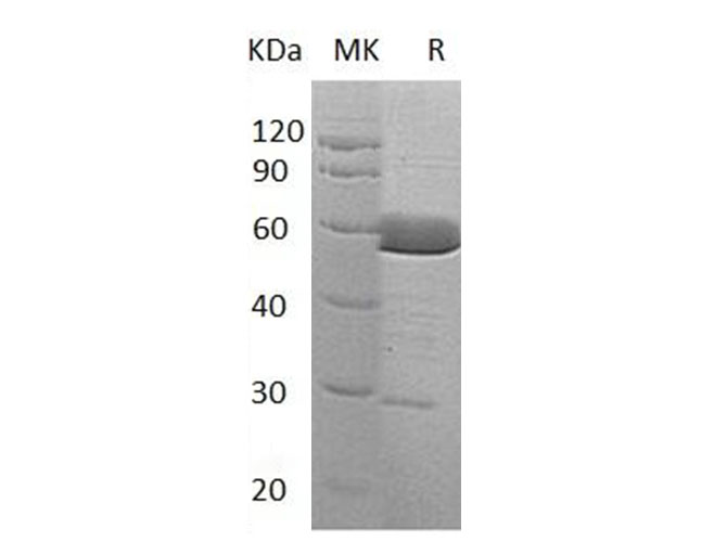 Валидация Elabscience PKSH033252(3592)