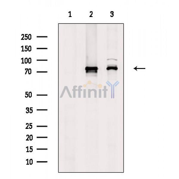 Валидация Affinity DF3231 - 14066