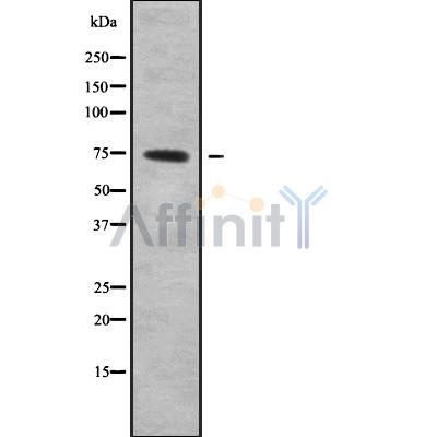 Валидация Affinity DF9341 - 21832