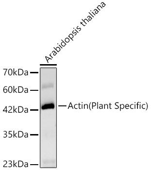 A23959, вестерн-блоттинг, лизат Arabidopsis thaliana (13651)