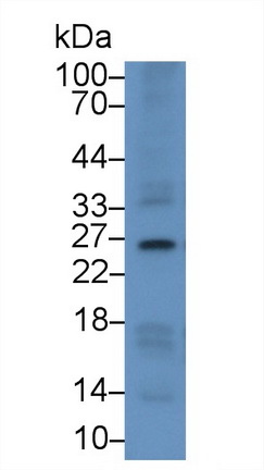 62622