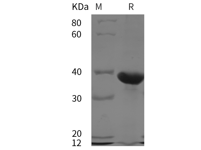 Валидация Elabscience PDEH100798(238)