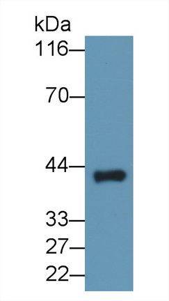 14472