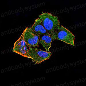 Валидация IF - AntibodySystem RHE41301