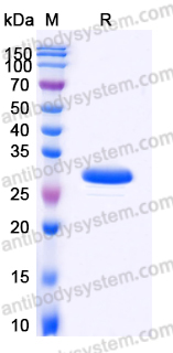YHD82001, SDS-PAGE