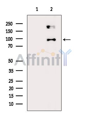 Валидация Affinity DF14265 - 10124