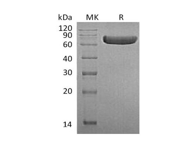Валидация Elabscience PKSH033162(3517)