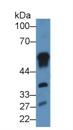 13544