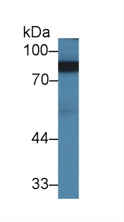 9862