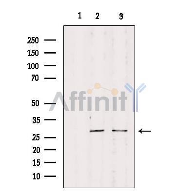 Валидация Affinity DF3686 - 14703