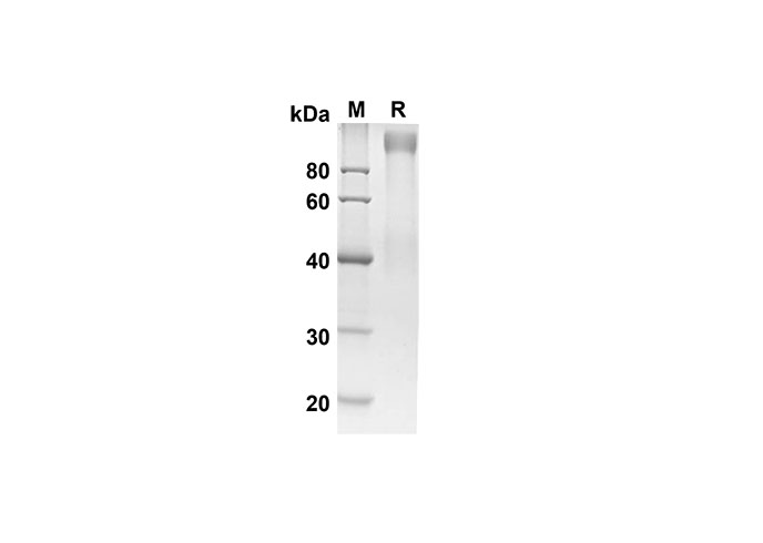 Валидация Elabscience PDMH100278(897)