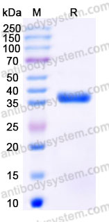 EHE95101, SDS-PAGE