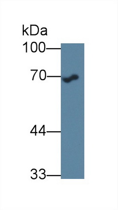 13650