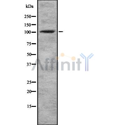 Валидация Affinity DF8633 - 20578