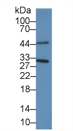 62687