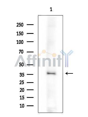 Валидация Affinity DF15299 - 11596