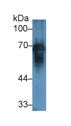 36700