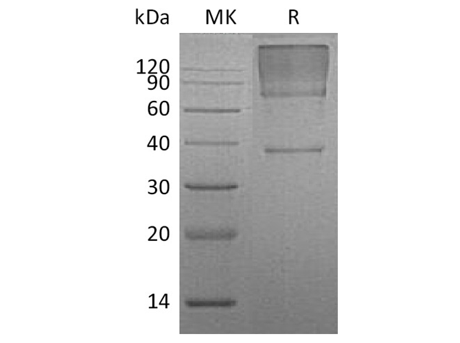 Валидация Elabscience PKSH033664(3948)