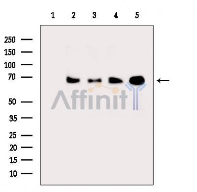 Валидация Affinity DF8903 - 21022