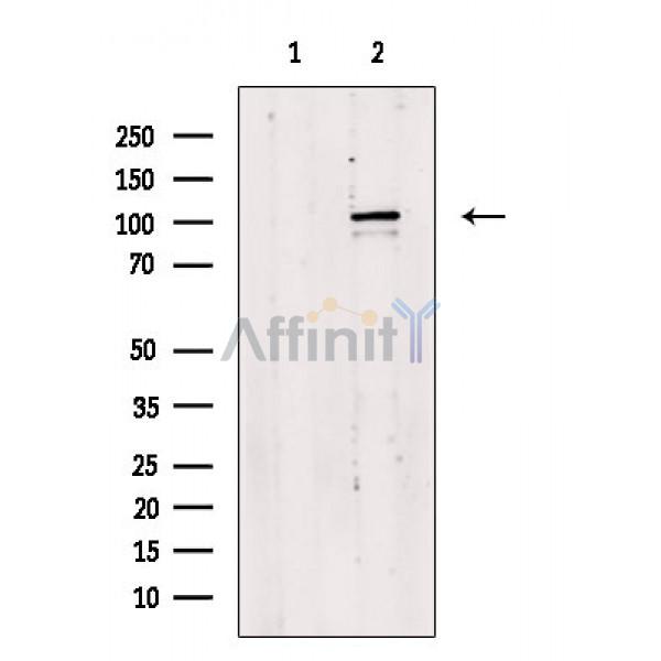 Валидация Affinity AF9129 - 4917