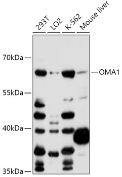 Валидация Elabscience E-AB-90845