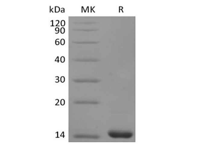Валидация Elabscience PKSH033934(4164)