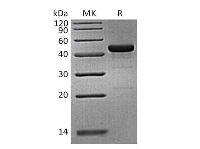 Валидация Elabscience PKSH033668(3951)