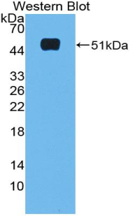 55807