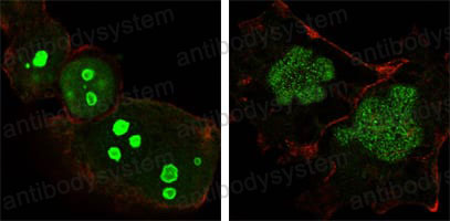 Валидация IF - AntibodySystem RHC21704