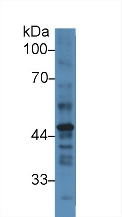 10429