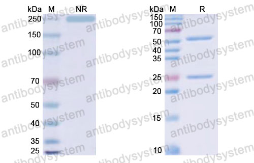 Валидация SDS-PAGE - AntibodySystem RHJ93107