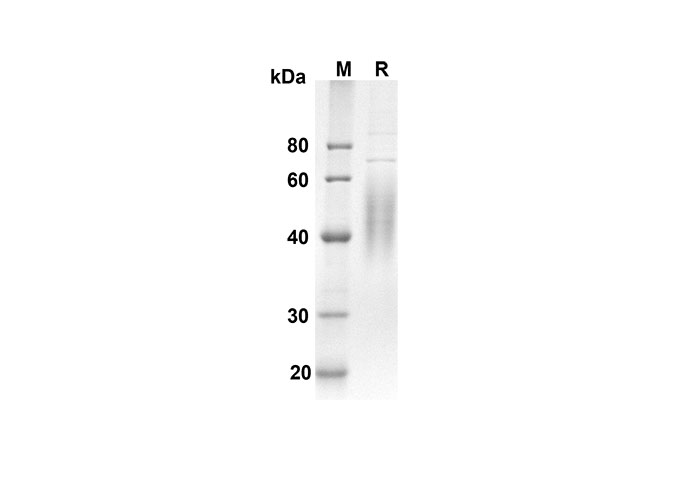 Валидация Elabscience PDMM100094(1064)